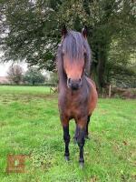 3YO REGISTERED DARTMOOR 12HH STALLION - 3