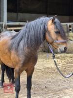 3YO REGISTERED DARTMOOR 12HH STALLION - 4