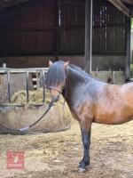3YO REGISTERED DARTMOOR 12HH STALLION - 5