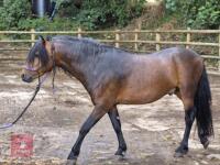 3YO REGISTERED DARTMOOR 12HH STALLION - 6