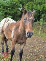 YEARLING APPALOOSA X 13.2HH GELDING
