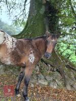 YEARLING APPALOOSA X 13.2HH GELDING - 2