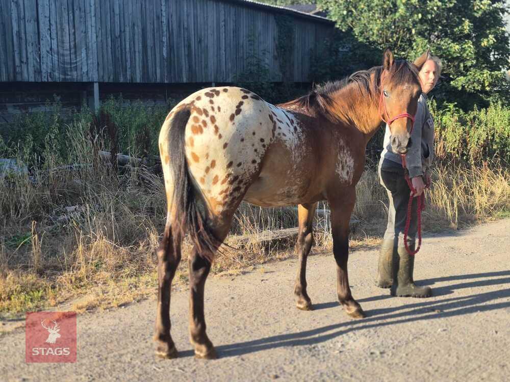 YEARLING APPALOOSA X 13.2HH GELDING