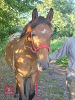 YEARLING APPALOOSA X 13.2HH GELDING - 4