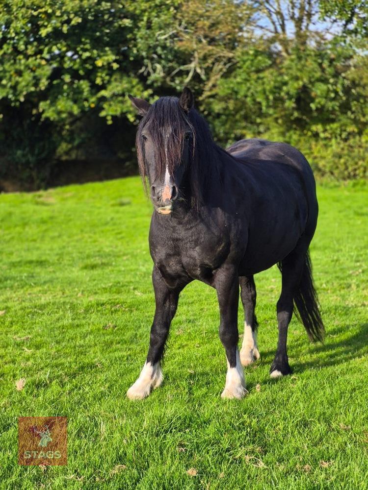 4YO WELSH X COB 13.2HH GELDING