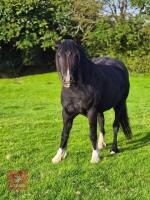 4YO WELSH X COB 13.2HH GELDING
