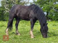 4YO WELSH X COB 13.2HH GELDING - 2