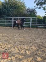 4YO WELSH X COB 13.2HH GELDING - 3