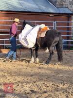 4YO WELSH X COB 13.2HH GELDING - 4