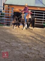 4YO WELSH X COB 13.2HH GELDING - 5