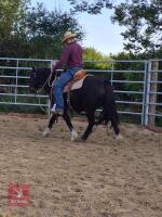 4YO WELSH X COB 13.2HH GELDING - 6