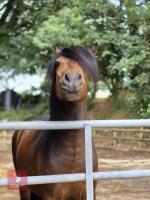 4YO WELSH X COB 13.2HH GELDING - 7