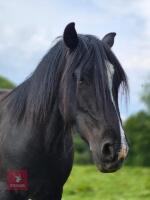 4YO WELSH X COB 13.2HH GELDING - 9