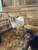 5YO DARTMOOR X MARE & FILLY FOAL AT FOOT