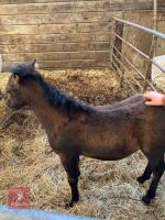 5YO DARTMOOR X MARE & FILLY FOAL AT FOOT - 2
