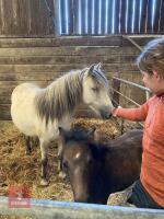 5YO DARTMOOR X MARE & FILLY FOAL AT FOOT - 4