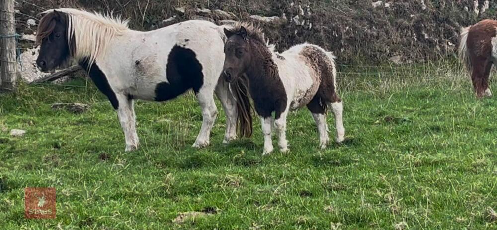 5MO MINIATURE SHETLAND 7HH COLT FOAL