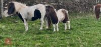 5MO MINIATURE SHETLAND 7HH COLT FOAL