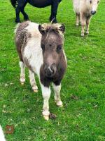 5MO MINIATURE SHETLAND 7HH COLT FOAL - 2