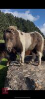 5MO MINIATURE SHETLAND 7HH COLT FOAL - 3