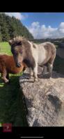 5MO MINIATURE SHETLAND 7HH COLT FOAL - 4