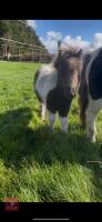 5MO MINIATURE SHETLAND 7HH COLT FOAL - 6