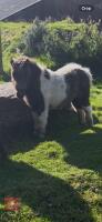 5MO MINIATURE SHETLAND 7HH COLT FOAL - 7
