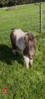 5MO MINIATURE SHETLAND 7HH COLT FOAL - 8