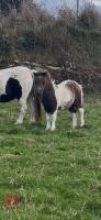 5MO MINIATURE SHETLAND 7HH COLT FOAL - 9