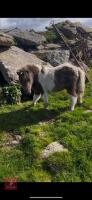 5MO MINIATURE SHETLAND 7HH COLT FOAL - 10