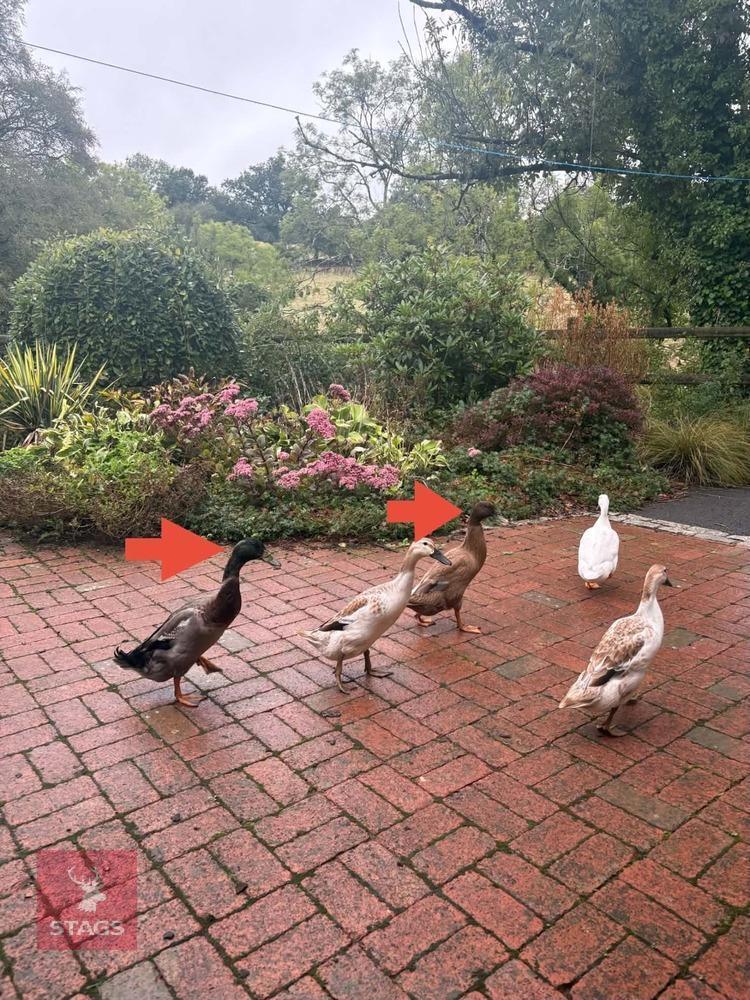 PAIR OF RUNNER DUCKS