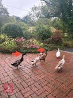 PAIR OF RUNNER DUCKS