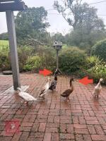 PAIR OF RUNNER DUCKS - 2
