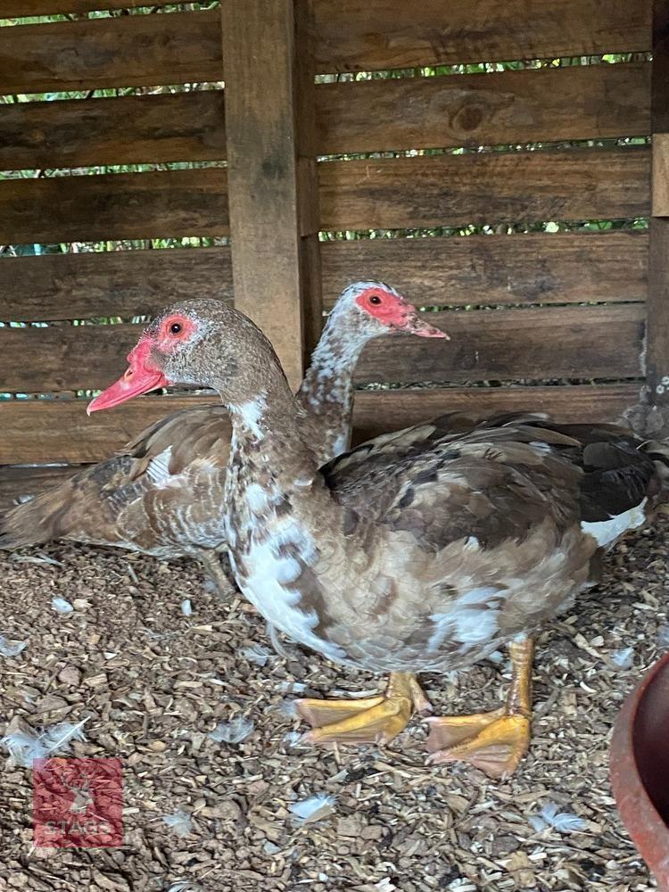 PAIR OF MUSCOVY DUCKS