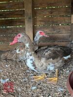 PAIR OF MUSCOVY DUCKS