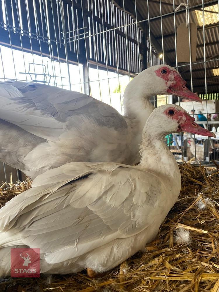 PAIR OF MUSCOVY DUCKS
