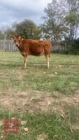 PEDIGREE 7MO JERSEY HEIFER