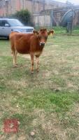 PEDIGREE 7MO JERSEY HEIFER - 2