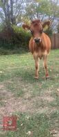 PEDIGREE 7MO JERSEY HEIFER - 3