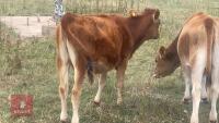 PEDIGREE 7MO JERSEY HEIFER - 4