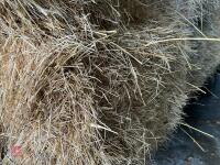 21 SQUARE BALES OF 2026 HAY - 2