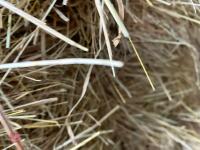 21 SQUARE BALES OF 2026 HAY - 3