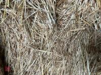 21 SQUARE BALES OF 2026 HAY - 7