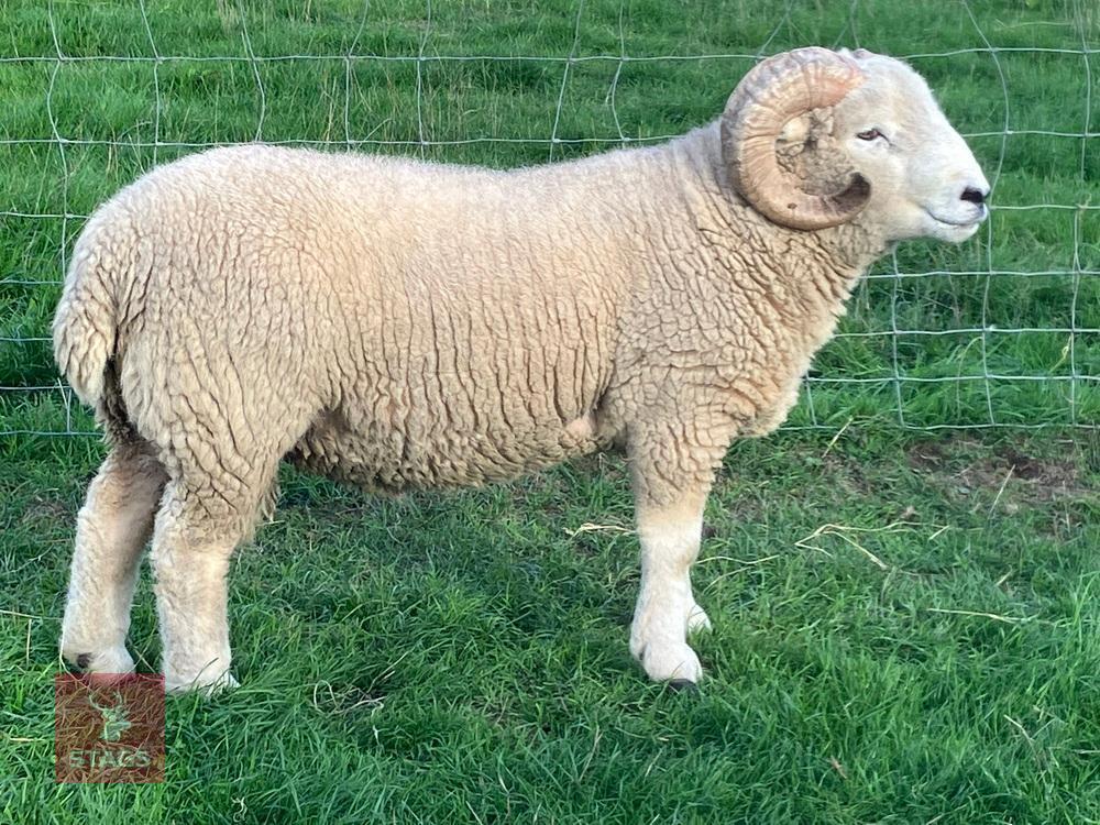 PEDIGREE EXMOOR HORN 2T RAM