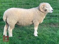 PEDIGREE EXMOOR HORN 2T RAM