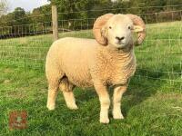 PEDIGREE EXMOOR HORN 2T RAM - 2