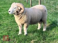 PEDIGREE EXMOOR HORN 2T RAM - 3