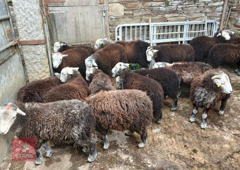 14 HERDWICK EWE LAMBS