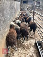 14 HERDWICK EWE LAMBS - 2