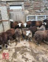 14 HERDWICK EWE LAMBS - 3
